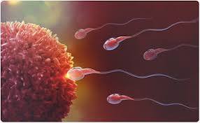 Fertility 